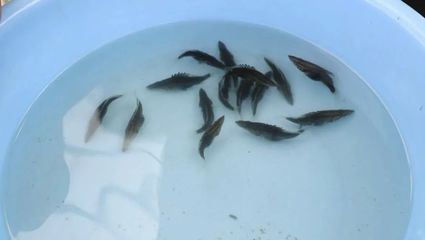 產(chǎn)業(yè)興旺鱖魚肥 優(yōu)質(zhì)魚苗與精準飼料，助力桂花魚贏在起跑線